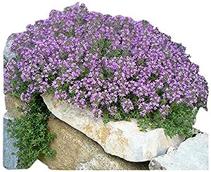8000+ Creeping Thyme Seeds - Perennial Herb for Landscaping