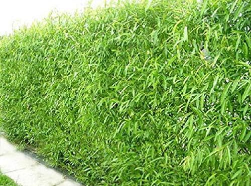 Natural Privacy Fence - 60 Ft Long - Grow 20 Fast [...]
