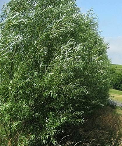 4 Huge 5 Foot Tall Hybrid Willow Cuttings - Best [...]