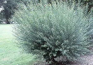 One Basket Willow Bush Cuttings -Salix purpurea - [...]