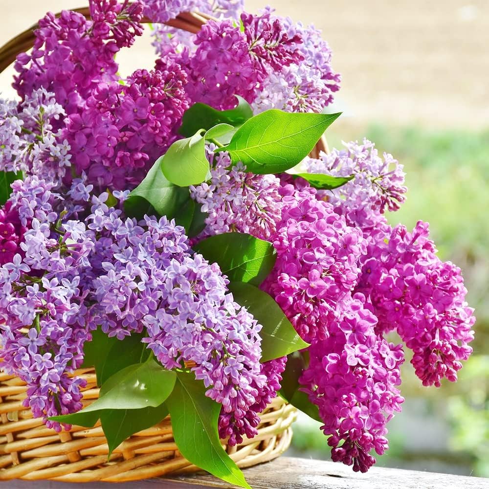QAUZUY GARDEN 25 Seeds Dark Purple Lilac Tree Fragrant [...]