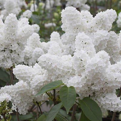 best plants for under trees